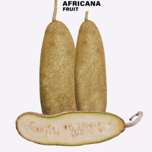 Kigelia Africana Fruit